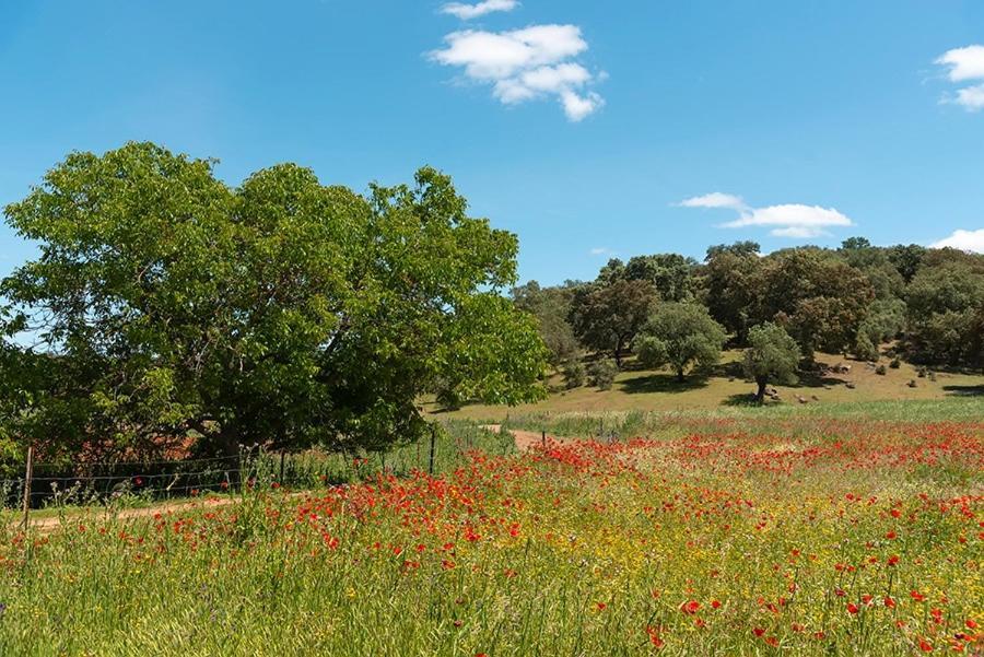 منزل الضيف San Nicolás del Puerto  في Casa Rural Nacimiento Del Hueznar - Tomillo 23 المظهر الخارجي الصورة